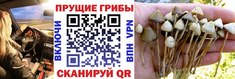 Псилоцибиновые грибы Magic Shrooms дарк нет формула Нижнеудинск